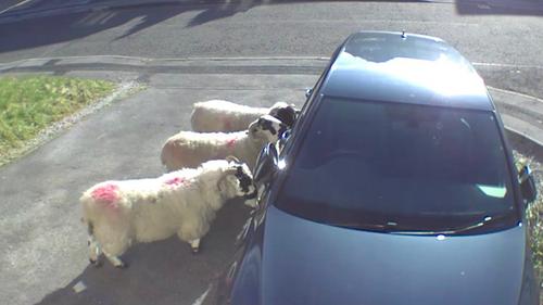 Sheep at a car